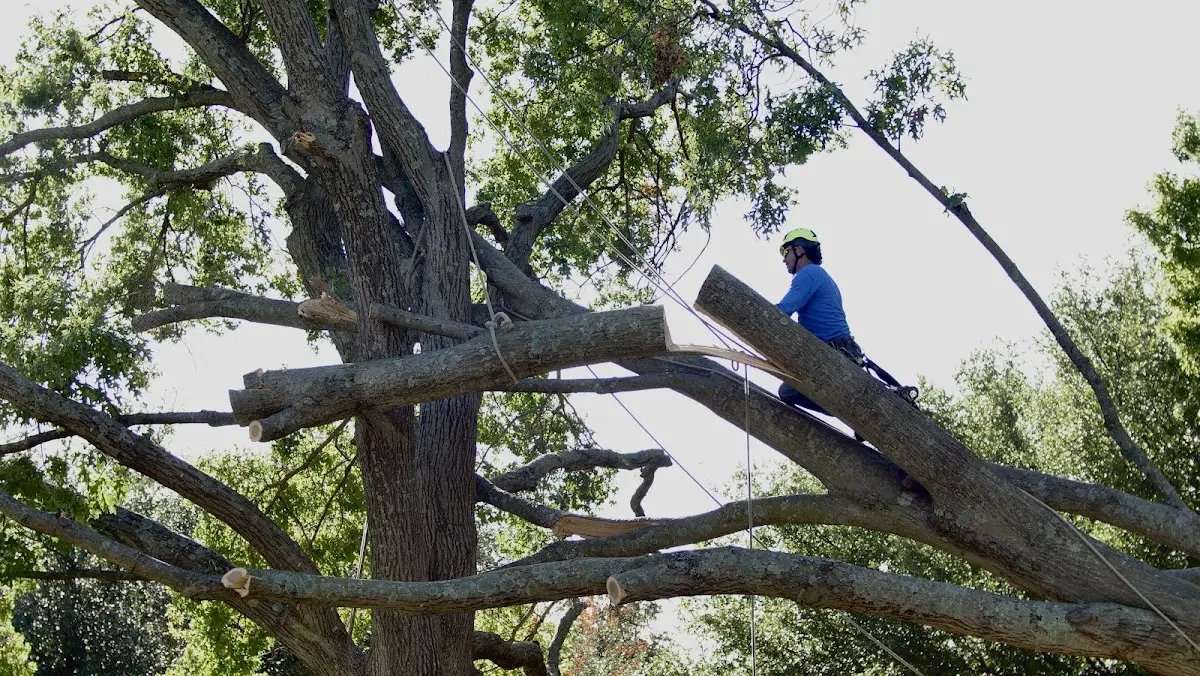 Professional Hazardous Tree Removal performed by certified arborists in Coopersburg