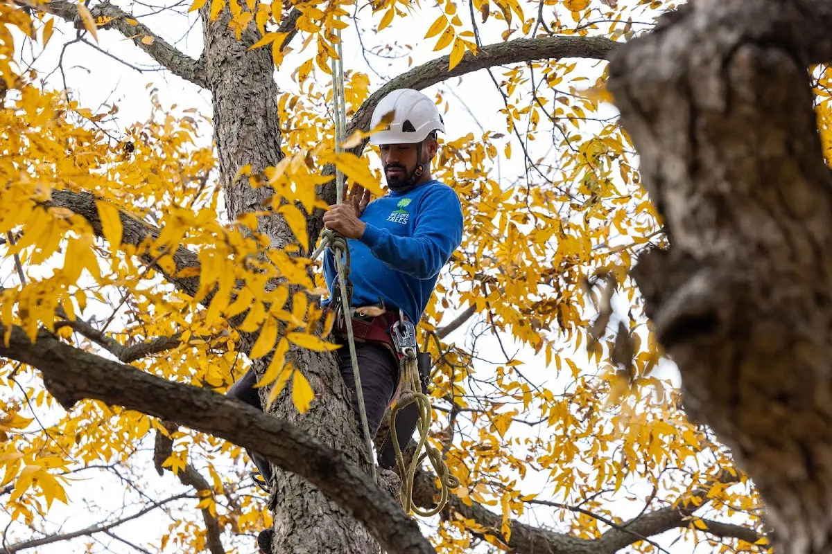 Skilled Tree Pruning crew working in Coopersburg