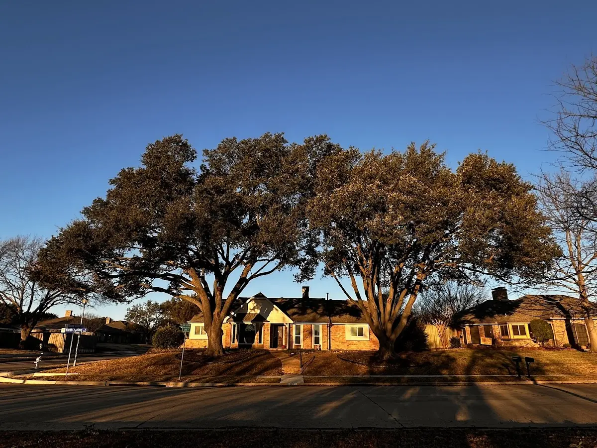 Established residential canopy tree shading a home in Coopersburg